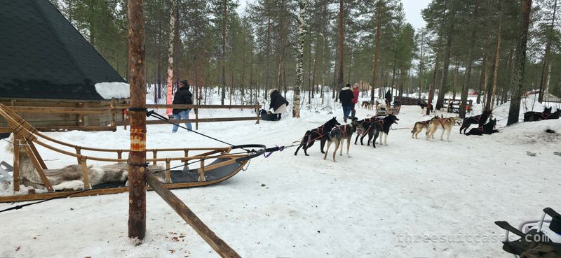 Huskies and wooden sleds waiting in a snowy pine forest near Santa Claus Village