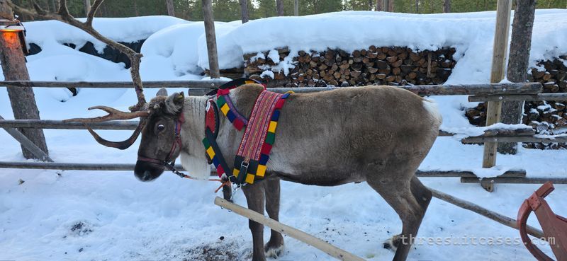Reindeer in colourful harness leading a sleigh along a snow-covered forest trail at Pahtaja