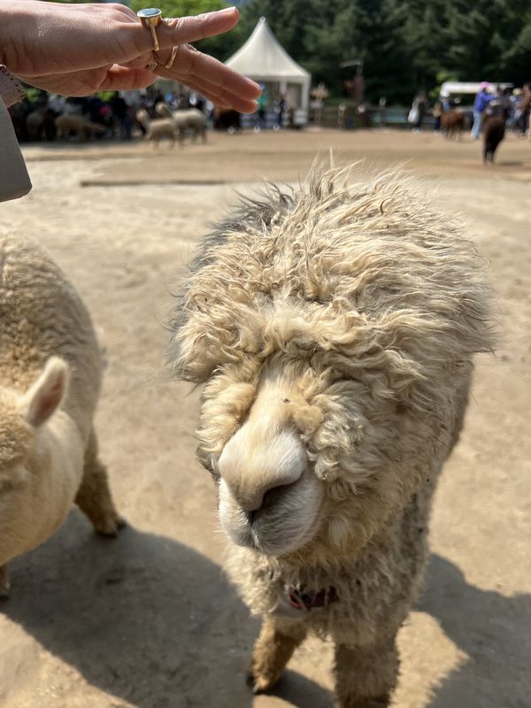 Alpaca World, Seoul & Busan - 🌳 park