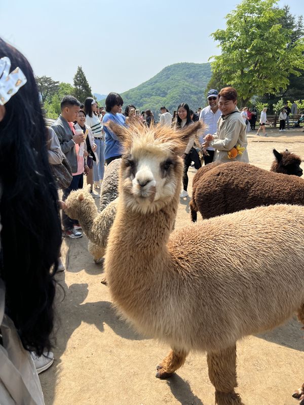 Alpaca World, Seoul & Busan - 🌳 park