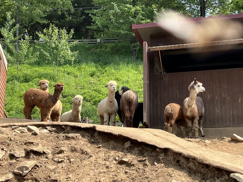 Alpaca World, Seoul & Busan - 🌳 park