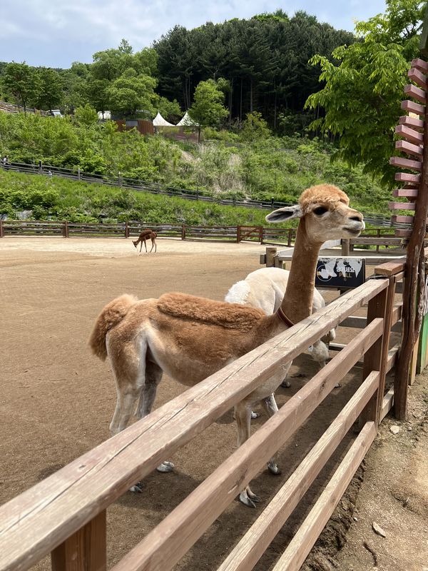 Alpaca World, Seoul & Busan - 🌳 park