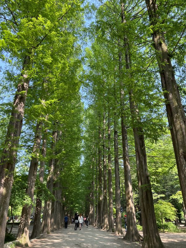 Nami Island, Seoul & Busan - 🌳 park