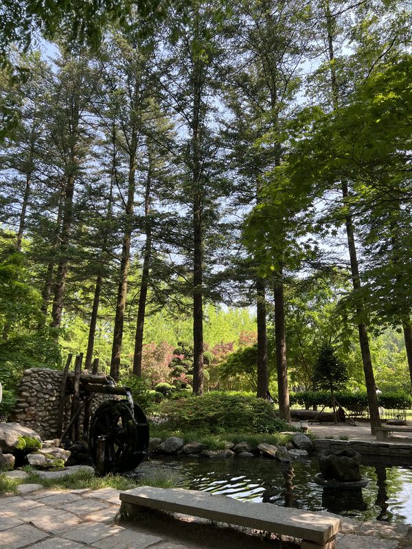 Nami Island, Seoul & Busan - 🌳 park