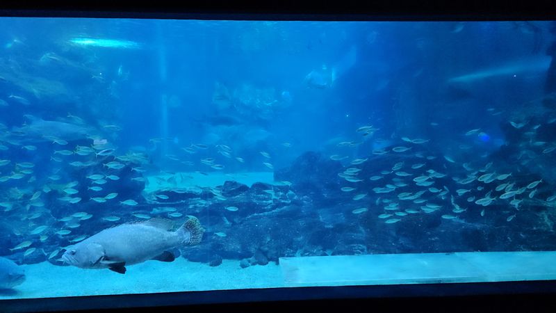 SEA LIFE Busan Aquarium, Seoul & Busan - 🏛 landmark
