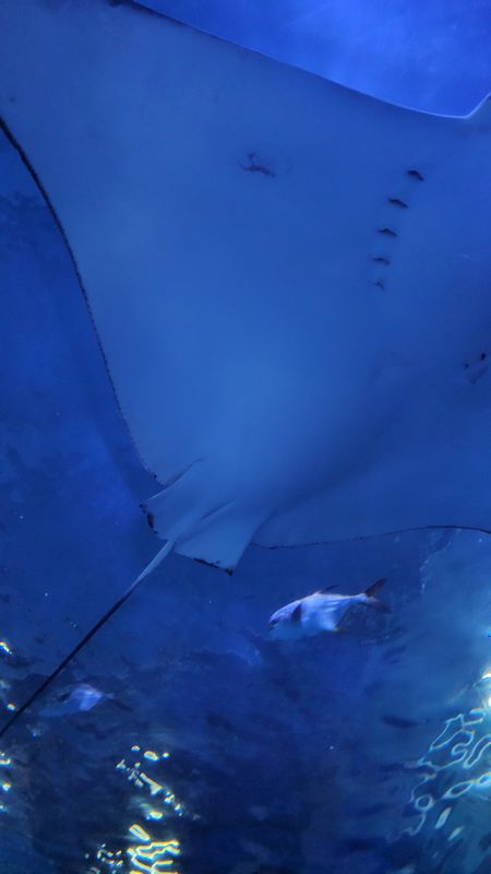 SEA LIFE Busan Aquarium, Seoul & Busan - 🏛 landmark